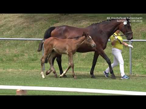 Fohlenmarkt Fronhofen - KN 17 Cambridge - Amantus