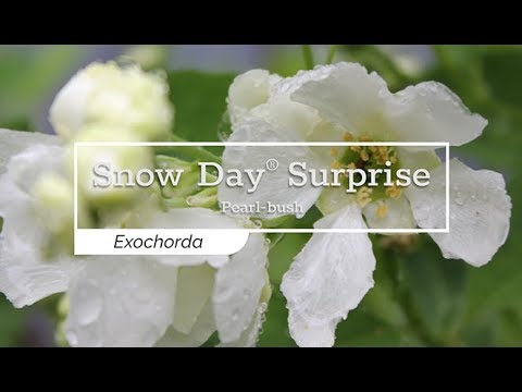 download lagu mp3 mp4 Camellia X Snow Flurry, download lagu Camellia X Snow Flurry gratis, unduh video klip Camellia X Snow Flurry