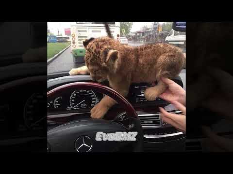 Money talks (tik tok version) (slowed and reverb) Remix by EvoDMZ