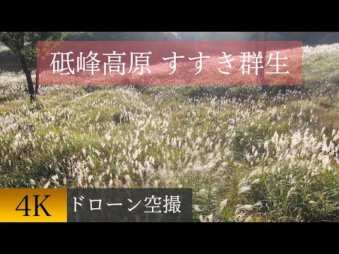 兵庫県神崎郡砥峰高原のススキの群生をドローン空撮。Drone aerial view of Japanese pampas grass colonies on the Tonomine plateau