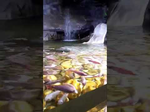 #beautifulaquariumfish #fish  ||Suja Pavithran #shorts