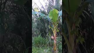 Download lagu Pikat Burung Kecil Dengan Suara pikat burung dari Mp3 Hp #shorts mp3 Download lagu Pikat Burung Kecil Dengan Suara pikat burung dari Mp3 Hp #shorts mp3