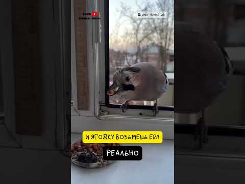 Сойка Дружит с Человеком 🐦 @Olga_Ribkina_23