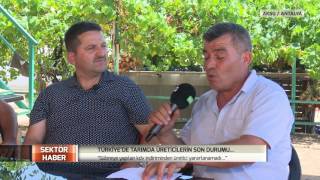 Sektör Haber Antalya Domates Üreticilerinin Son Durumu