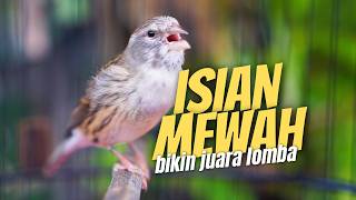 Download lagu MATERI MEWAH BIKIN JUARA LOMBA! Masteran Kenari Isian Blackthroat GACOR FAVORITE JURI mp3