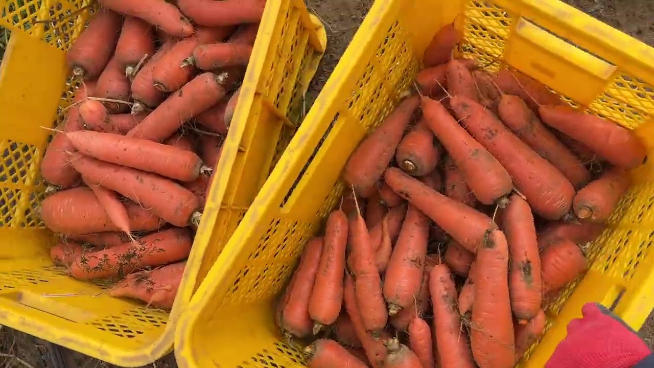 冬のキャベツ×とう立ちが始まったターサイ収穫260217