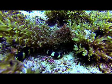 Seeschlangen, Snake Island, Snake Island,Panglao,Philippinen