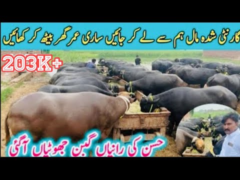 Beautiful Gabon Neli Jotian | 3,4 to 8 month pregnant Gabon Neli جھوٹیاں | Business talks official