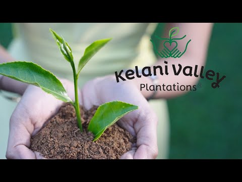 We are Kelani Valley Plantations PLC
