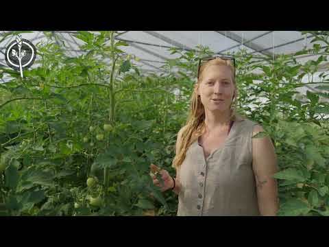 Die Zukunftsbauern - Tour im Juli durch die Gewächshäuser unseres Market Gardens (Teil 2)