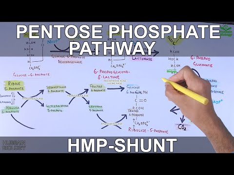 Pentose Phosphate Pathway | Hexose Monophosphate Shunt