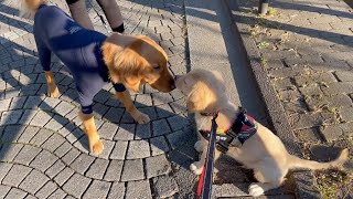 Golden retriever puppy Bisuke, Park debut♪