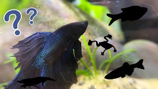 What Can You Keep With Betta Fish?! | The BEST Betta Fish Tank Mates