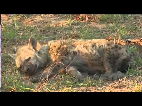 Oct 4 WildEarth Safari Sunrise Drive ft Tsalala Pride