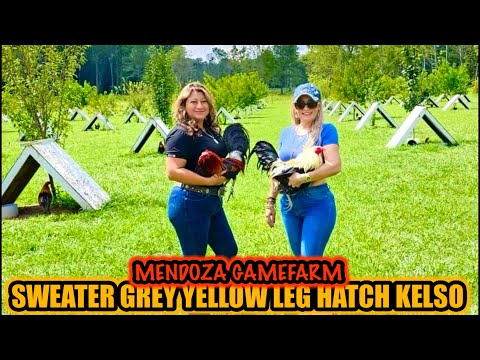 Sweater Grey Yellow Leg Hatch Kelso ~ MENDOZA GAMEFARM