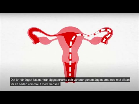 Menstruation | RFSU informerar om mens på engelska