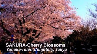 preview picture of video 'SAKURA Cherry Blossoms Yanaka-reien Cemetery, Tokyo 谷中霊園の桜 #sakura'