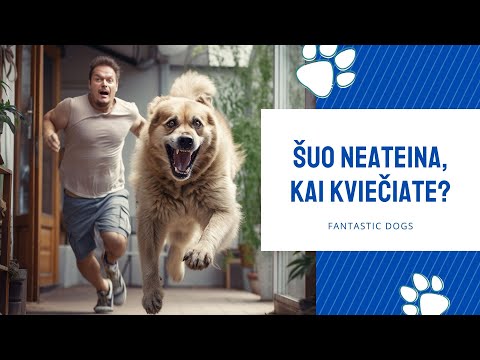 Fantastic Dogs - Augintinis neateina, kai kviečiate? Pokalbis su dresūros trenere Inesa
