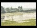 Chekavar Song Poomchillayil HD Poonchillayil