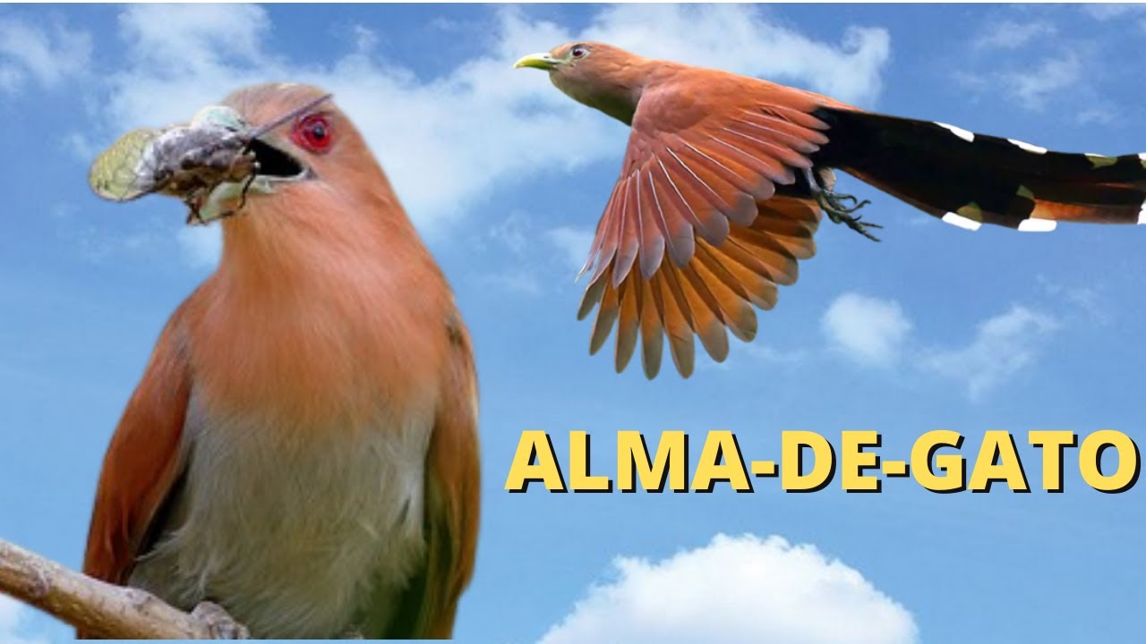 ALMA-DE-GATO! UMA AVE DIFERENTE QUE RECEBE DIVERSOS NOMES BEM  CURIOSOS!