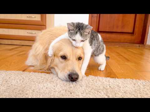 YouTube 썸네일