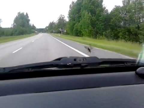 Sitika võitlus tuuleklaasil.