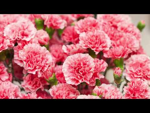 Carnation Flower Plant A Colorful Addition to Your Garden