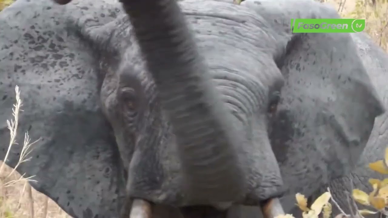 Burkina Faso : Les éléphants un patrimoine à sauvegarder