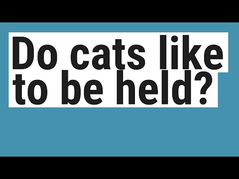 Do cats like to be held?