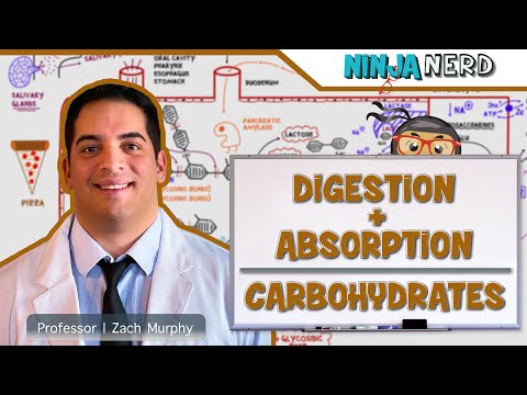 Gastrointestinal | Digestion & Absorption of Carbohydrates