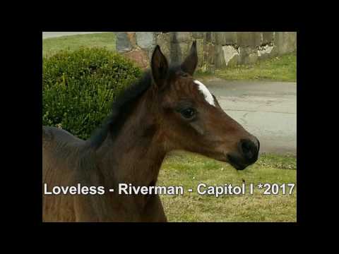 Stall VÖLZ - Fohlen von Loveless *2017