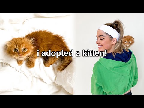 I ADOPTED A MUNCHKIN KITTEN! (Name Reveal)