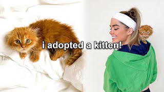 I ADOPTED A MUNCHKIN KITTEN! (Name Reveal)