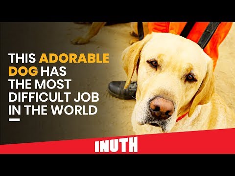 This Adorable Dog Has The Most Difficult Job In The World Video