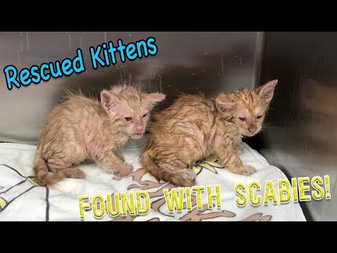 Abandon Kittens with Scabies!! Contagious to humans!!!