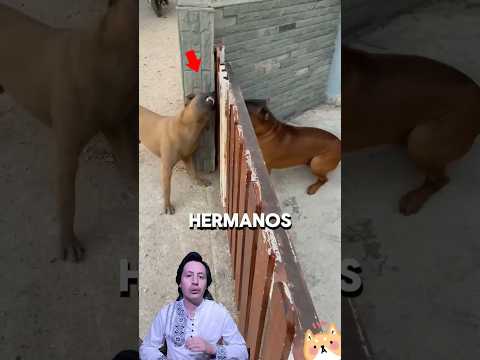 PELEA DE PERROS TERMINA MAL #historias #curiosidades #épico #viral
