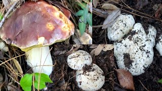 Ep1.3/4 เก็บเห็ดผึ้งหวานกับเห็ดมัทสึทาเกะในป่าเดียวกันมีทั้งเห็ดไก่ทอดด้วย 11/12/21