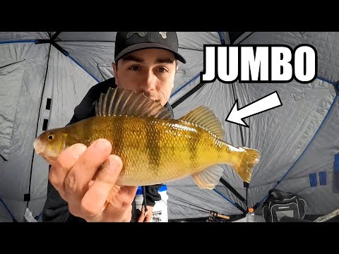 Pounding an INSANE School of Perch – First Ice Series (#17)