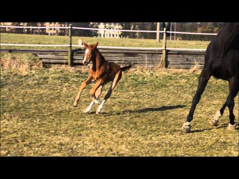 For sale/zu verkaufen: Hengstfohlen v. Destano x Rohdiamant *3/2014