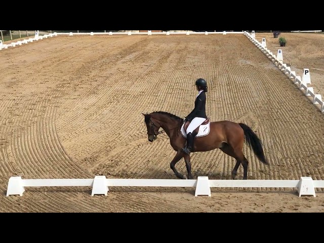 Gelding Connemara For sale 2012 Dark Bay