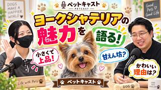 ヨークシャーテリアの魅力を実体験で語る【ペットキャスト】