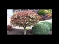 Butterfly Japanese Maple 