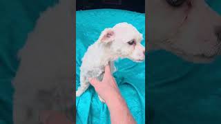 Video preview image #1 Maltese-Unknown Mix Puppy For Sale in Cuba, NY, USA