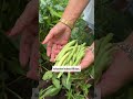 If you want the fastest growing veggies look no further than radishes and beans🫛#garden #radish