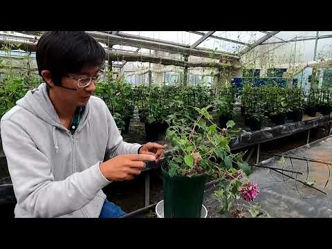 クレマチスが元気に育つように剪定します。どのような基準で剪定を行うべきですか?  庭園