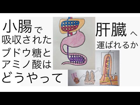 薬学科 小腸で吸収されたブドウ糖とアミノ酸が肝臓へ入るまで　(『栄養分の吸収に関する問題』の補足１)