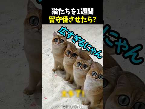 猫たちを1週間留守番させたら？