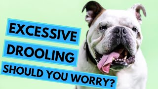 When to Worry About Dogs Drooling?