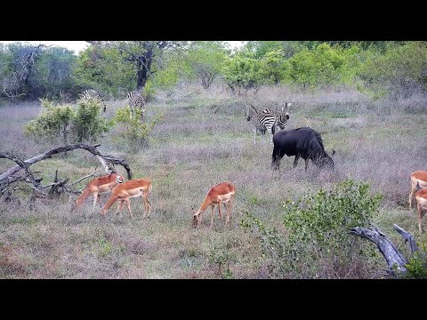 Zebra, Impala and a Wildebeast enjoy the grass at Djuma Cam 11/7/25