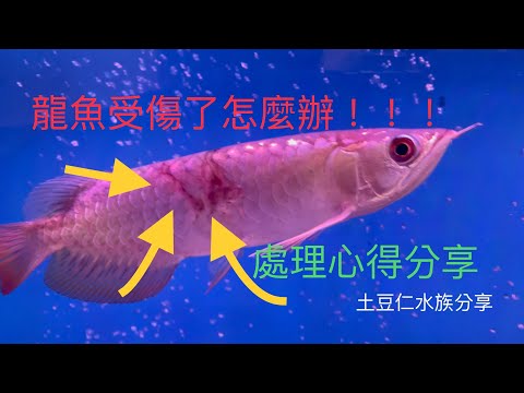 龍魚死了怎麼處理